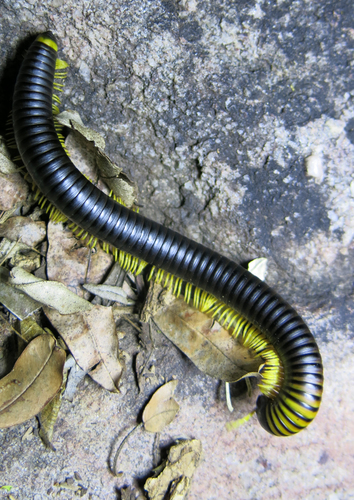 Doratogonus flavifilis