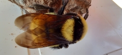 Bombus fragrans