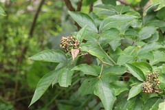 Eleutherococcus sessiliflorus