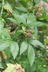 Eleutherococcus sessiliflorus