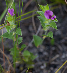 Psoralea imbricata