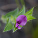 Psoralea imbricata - Photo (c) carinalochner, algunos derechos reservados (CC BY-NC)
