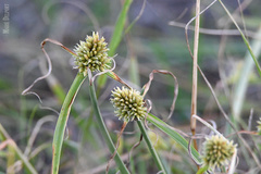 Cyperus capensis