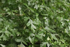 Crataegus pinnatifida