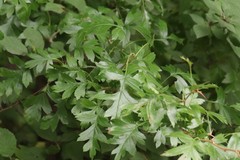 Crataegus pinnatifida