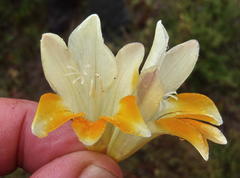 Freesia corymbosa