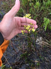 Solidago × krotkovii