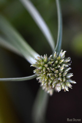 Cyperus capensis