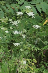 Angelica czernaevia