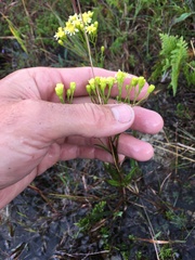 Solidago × krotkovii