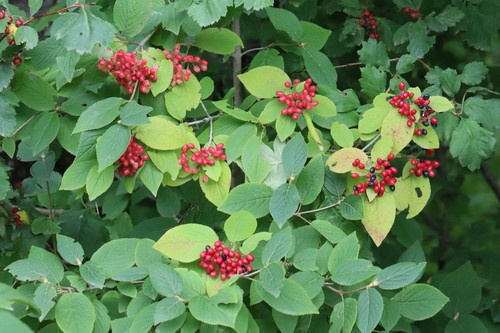 Viburnum burejaeticum (Viburnum burejaeticum)