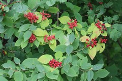 Viburnum burejaeticum