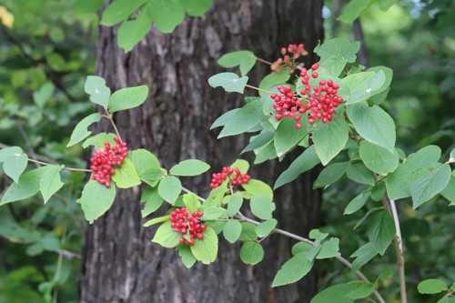 Viburnum burejaeticum, photograph 3