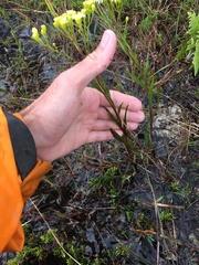 Solidago × krotkovii