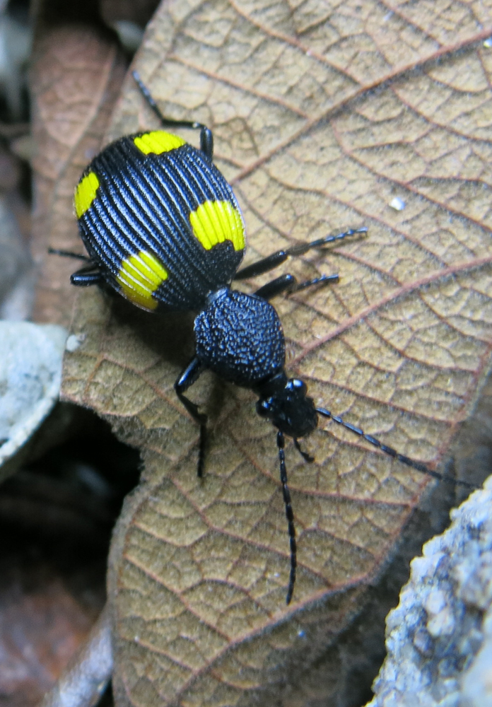 Yellow-spotted Ground Beetles