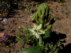 Ornithogalum tanquanum