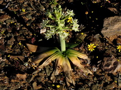 Ornithogalum tanquanum
