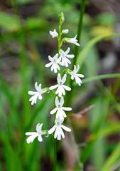 Holothrix parviflora