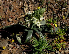 Ornithogalum tanquanum