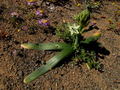 Ornithogalum tanquanum