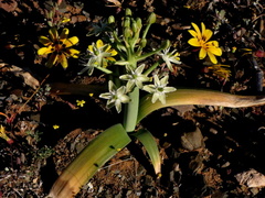 Ornithogalum tanquanum