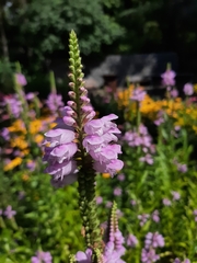 Physostegia virginiana