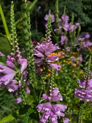 Physostegia virginiana