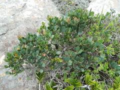 Apodytes abbottii