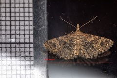 Alucita hexadactyla