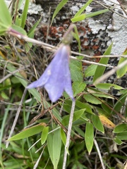 Adenophora morrisonensis