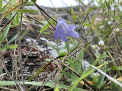 Adenophora morrisonensis