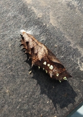 Argynnis hyperbius hyperbius