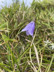 Adenophora morrisonensis