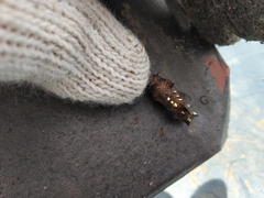 Argynnis hyperbius hyperbius