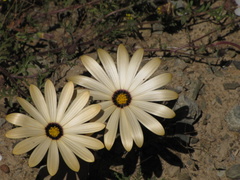 Dimorphotheca pinnata