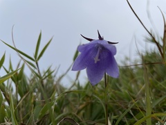 Adenophora morrisonensis