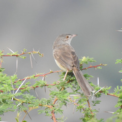 Prinia sylvatica