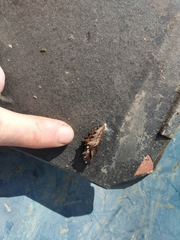 Argynnis hyperbius hyperbius