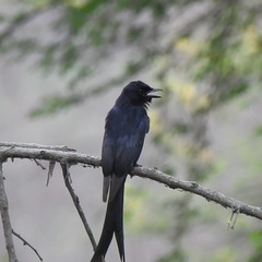 Dicrurus macrocercus