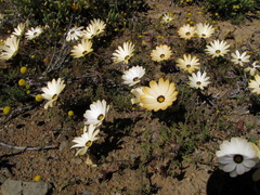 Dimorphotheca pinnata