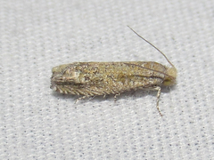 Pelochrista comatulana