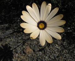 Dimorphotheca pinnata