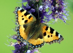 Aglais urticae