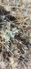 Astragalus oleifolius
