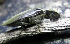 Tetralobus flabellicornis