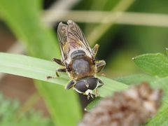 Merodon constans