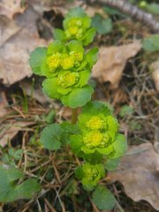 Chrysosplenium alternifolium