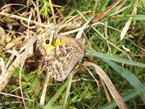 Hipparchia semele