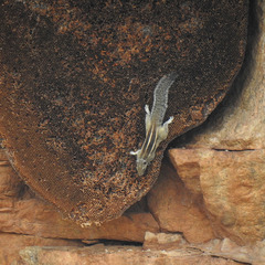 Funambulus palmarum