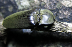 Tetralobus flabellicornis